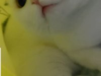 Scottish fold 2 yaşında