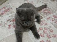 1 Yaşında Scottish Fold