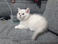 Sadece Aileye British Longhair