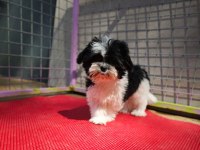 Shih tzu yavrularımızı kaçırmayın