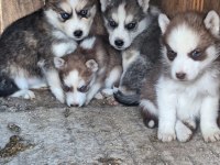 Safkan sabırla bebek husky yavrular