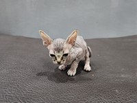 T cub Sfenks