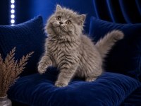 British Longhair Blue