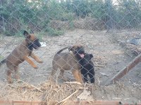 Erkek ve Dişi SAFKAN Malinois