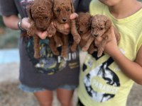 SAFKAN, SAGLIK VE IRK GARANTILI 1 AYLIK TOY POODLE YAVRULAR