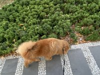 2 yaşında çin aslanı
