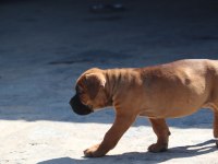 FCI-KIF SECERELİ SAFKAN CANE CORSO YAVRULAR (FAWN)