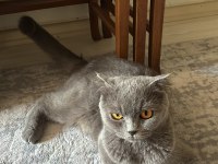 1.5 Yaşında British Shorthair Dişi