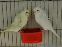 Muhabbet kuşları yavru yetiskin ve damızlıklarımız