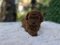 Birbirinden güzel üst kalite toy poodle bebekler