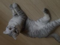 Scottish Fold