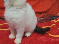 Full şecereli şampiyon kan hattı exotic shorthair snoppy