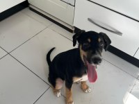 Rus finosu ve rottweiler kırması yavru