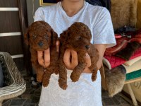 Çok tatlı Kore toy poodle yavrularımız