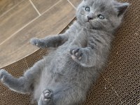 British shorthair yavrular