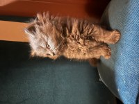 British longhair kedimiz