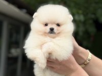 KUSURSUZ KARBEYAZ POMERANİAN BOO