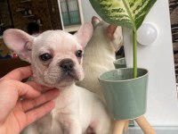 3 aylık yakışıklı oğlan french bulldog