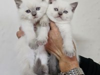 Birinci sınıf scottish fold yavrular