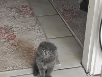 A Kalite Top Kafa Sıfır Kulak Scottish Fold