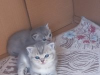 Koca kafa kediler