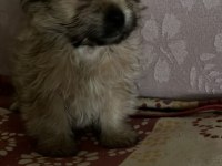 Yorkienese Terrier
