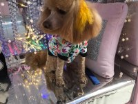 Şecereli Toy Poodle Anneden Yavrular