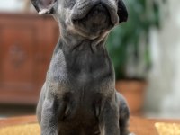 Egzotik French Bulldog Bebekleri