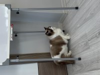 Şecereli ragdoll kızımız yeni yuvasını arıyor