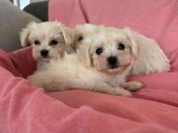 Kore Maltese