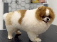 Gökçe Pomeranian Boo