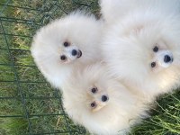 Orjinal ayı surat tilki surat pomeranian boo bebekler