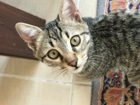 5 Aylık Yakışıklı Tekir Oğlan