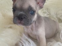 Exotic renk french bulldog yavrularım