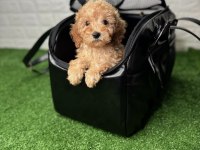 ÇANTA DOLUSU MALTİPOO YAVRULARI
