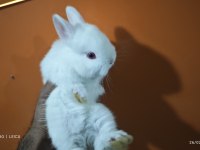 Cüce tavşan yavrular