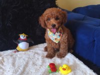 Peluş Bir Erkek Poodle