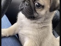 Pug Safkan Köpeğimiz