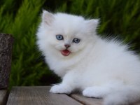 Silverpoint longhair dişi