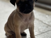 Pug bebekler