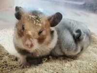 Suriye hamsterı