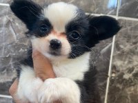 Elma kafa minyatür chihuahua