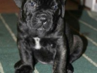 Safkan Cane Corso