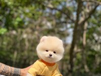 Tatlı Pomeranian Yavrularımız