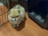 POMERANİAN BOO YAVRULARIMIZ