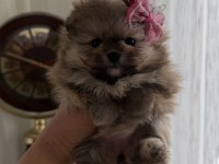 Süslü pomeranian kızlar