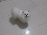 10 aylık Pamuk spitz