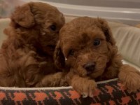 Toy poodle redbrown yavrular
