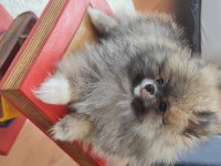 Pomeranian boo köpeği