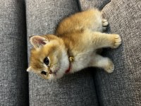 GOLDEN YAVRU KEDİLER İZMİR